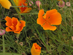 California Poppies